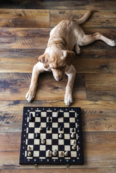 Złoty szczeniak labradora leży przed szachownicą. Inteligentne, wyszkolone zwierzęta. Intelektualne gry. Ćwiczenia. Zwierzęta są jak ludzie. - Zdjęcie, obraz
