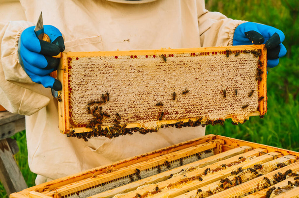A beekeeper in a protective suit and gloves shakes off a honey frame with a brush from bees. Pumping out honey. Beekeeping. Beekeeper's tools. Eco apiary in nature. - 写真・画像
