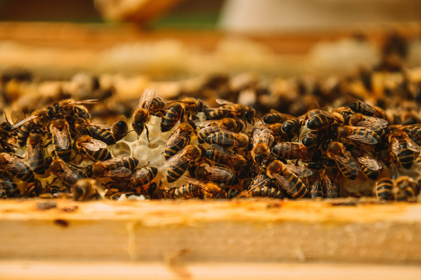Bees sit on frames in a wooden hive. Beekeeping. Eco apiary in nature. Production and pumping of fresh honey. Inspection of beehives - Φωτογραφία, εικόνα
