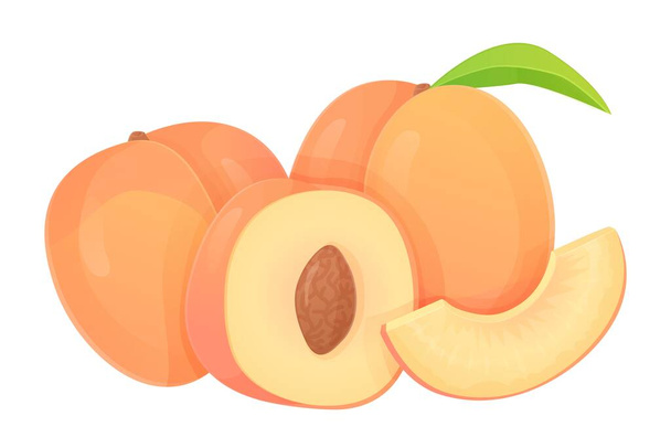 Collection of peaches in different shapes, slice, half with seed, whole fruit. Can be used for healthy diet, harvest natural eco food concept. Stock vector illustration in realistic cartoon style. - Vector, Image