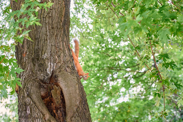 red squirrel tree glade rodent - Photo, Image