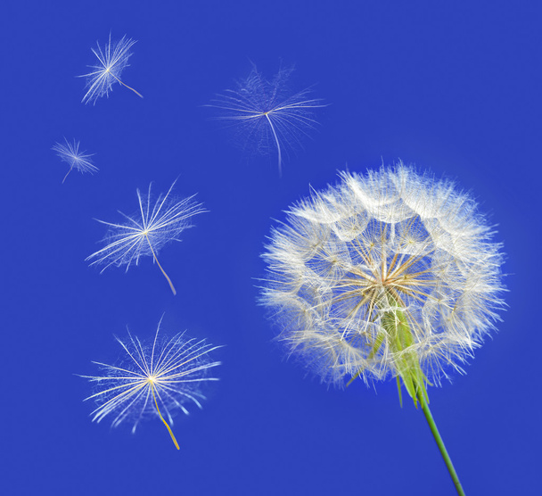 Pampeliška se semeny odfoukl vítr přes jasné modré - Fotografie, Obrázek