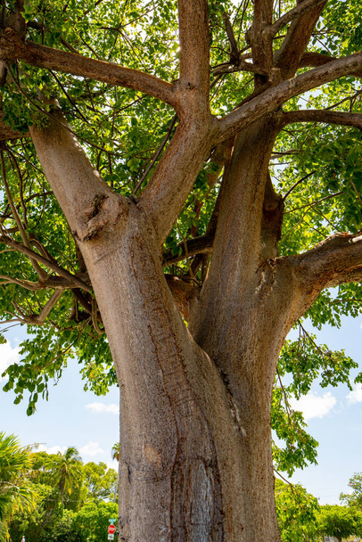 Zdjęcie Gumbo Limbo Tree Key Largo FL - Zdjęcie, obraz