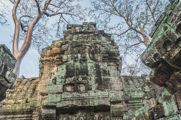 カンボジアアンコールワット・タ・プローム寺院の墓レイダーツリーのルーツ遺跡 - 写真・画像