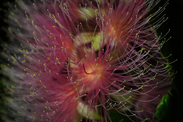 Barringtonia racemosa ou fleur de poudreuse la nuit. Des cordes de fleurs pendent des arbres comme des feux d'artifice. Yilan, Taiwan. Juin 2021. - Photo, image