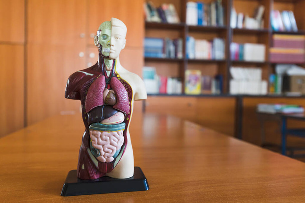 Lidská panenka v knihovně. Model anatomie - Fotografie, Obrázek