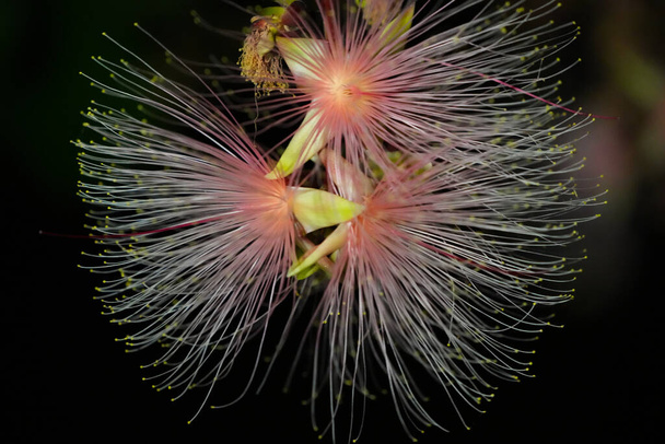 Barringtonia racemosa ou flor de sopro de pó à noite. Cordas de flores penduradas nas árvores como fogos de artifício. Yilan, Taiwan. Junho de 2021. - Foto, Imagem