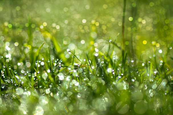 rocío fresco de la mañana en la hierba de primavera, fondo de luz verde natural
 - Foto, Imagen