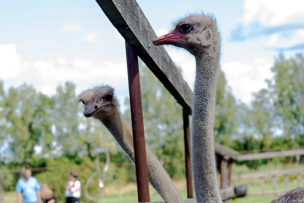 Twee struisvogels in de dierentuin in de zomer. De achtergrond is wazig. - Foto, afbeelding