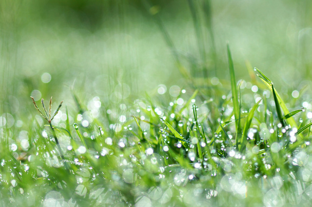 rocío fresco de la mañana sobre hierba de primavera, fondo verde natural
 - Foto, Imagen