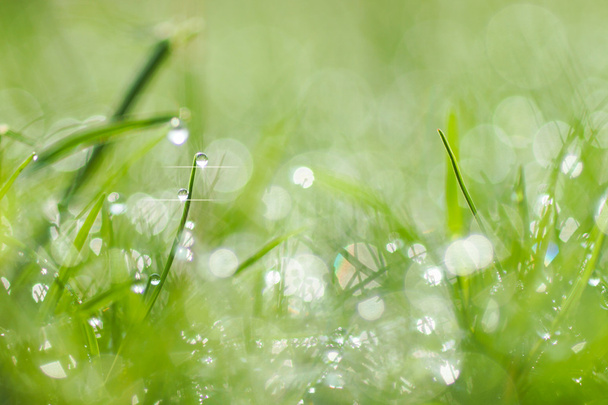 ばねの草、緑の自然の背景に新鮮な朝の露 - 写真・画像