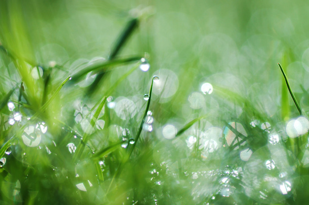 Свежая утренняя роса на весенней траве, зеленый фон
 - Фото, изображение