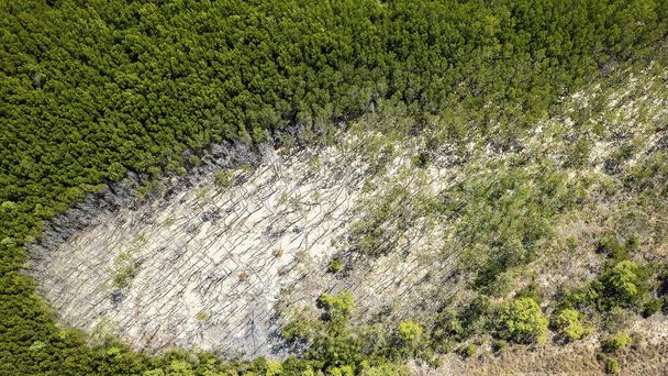 A part menti mangrove környezet magas légi környezete - Fotó, kép