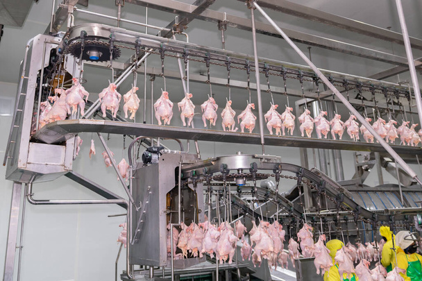 Los pollos cuelgan de las cadenas transportadoras jack en la fábrica de piezas de pollo. - Foto, imagen