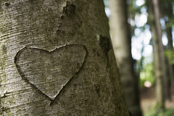 Amour sculpté sur un arbre
 - Photo, image