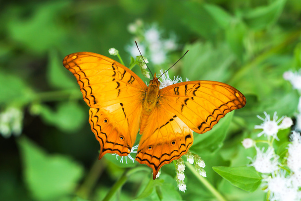 vlinders voeden op gras. - Foto, afbeelding