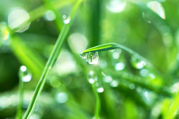 φρέσκο πρωινή δροσιά στη χλόη άνοιξη, φυσικό πράσινο φόντο - Φωτογραφία, εικόνα