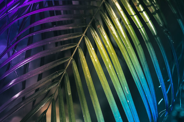 Copy space multicolored tropical palm tree abstract background. - Foto, imagen