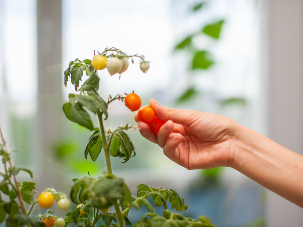Una mujer recoge tomates amarillos maduros. Tomates pequeños inmaduros y maduros que crecen en el alféizar de la ventana. Mini-verduras frescas en el invernadero en una rama con frutas verdes. Frutas jóvenes en el arbusto.  - Foto, Imagen
