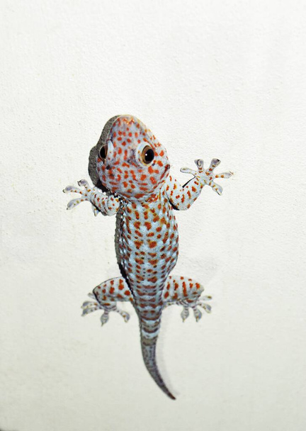 Tropical asian tokay gecko on the white wall , Many orange spots on the blue body of reptile - Photo, Image