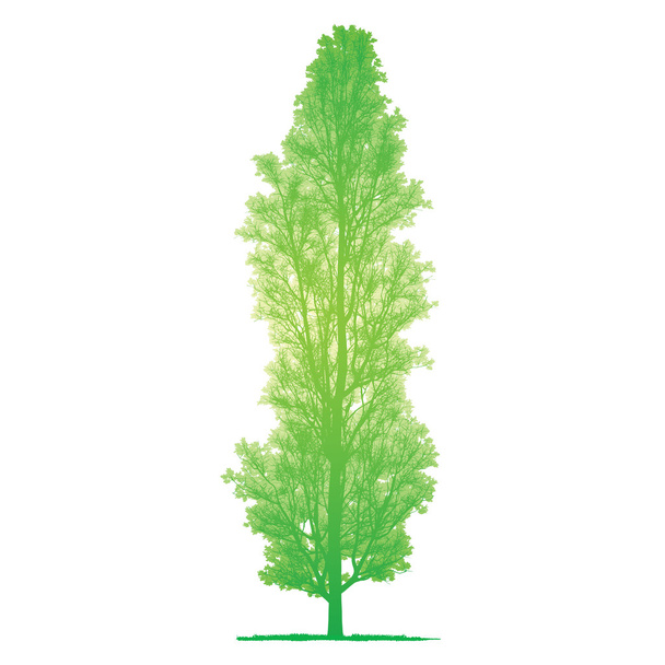 Vector drawing of the tree - detailed vector - Vector, Image