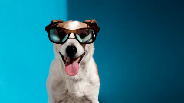 Güneş gözlüklü Jack Russell Terrier mavi kameraya bakıyor. - Video, Çekim