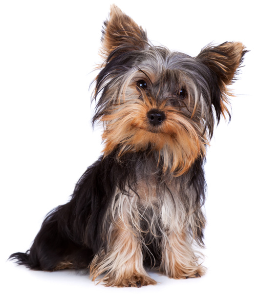 Yorkshire terrier looking at the camera in a head shot, against a white background - Photo, Image