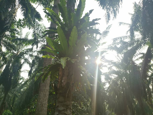 Пташині папороті, що проростають з пальми
 - Фото, зображення