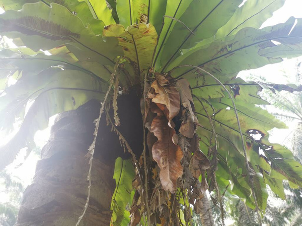 Bird's-nest ferns sprouting out from the palm tree - Photo, Image
