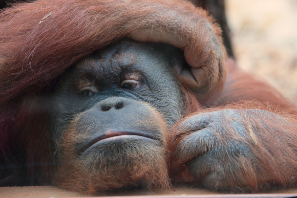 Portrait of bornean orangutan - Fotoğraf, Görsel