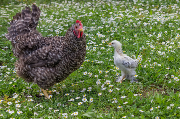 Pollo y madre en la hierba verde
 - Foto, Imagen
