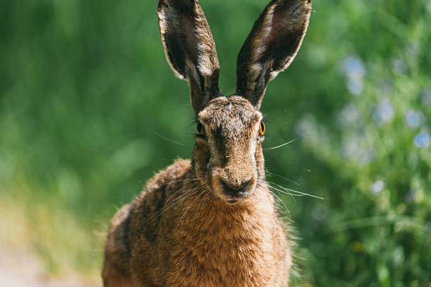 野生の茶色のウサギ、学名:Lepus Europaeusは、自然の農地の生息地に座っていました。大人のウサギの肖像 - 写真・画像