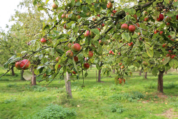 jabłonie w czasie zbiorów - Zdjęcie, obraz