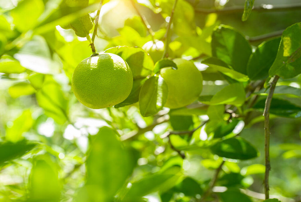 липы в саду являются отличным источником витамина С. Зеленые органические липы цитрусовые висят на дереве. - Фото, изображение