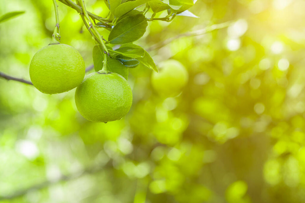 árbol de limas en el jardín son una excelente fuente de vitamina C. cítricos de lima orgánica verde colgando de un árbol. - Foto, imagen