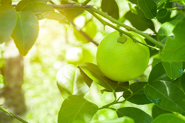 Bahçedeki limon ağaçları, ağaçta asılı duran yeşil yeşil organik limonlu narenciye vitamini kaynağıdır.. - Fotoğraf, Görsel