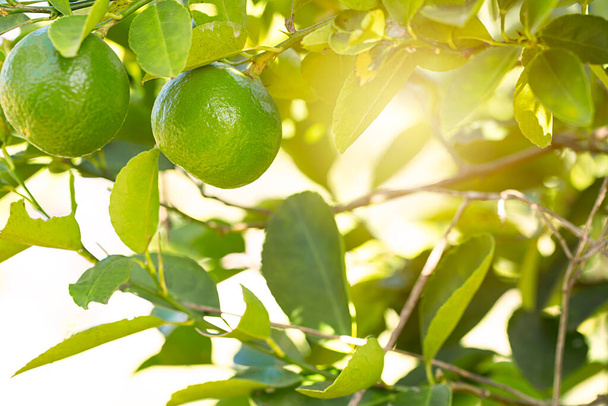lime fa a kertben kiváló forrása a C-vitamin zöld szerves lime citrusfélék lógó fa. - Fotó, kép