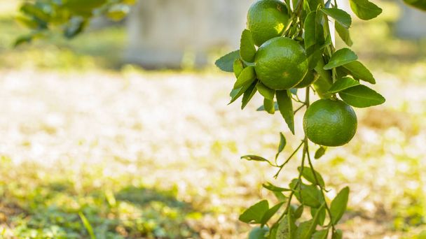 липы в саду являются отличным источником витамина С. Зеленые органические липы цитрусовые висят на дереве. - Фото, изображение