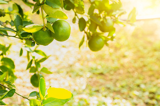 limes tree in the garden are excellent source of vitamin C.Green organic lime citrus fruit hanging on tree. - Photo, Image