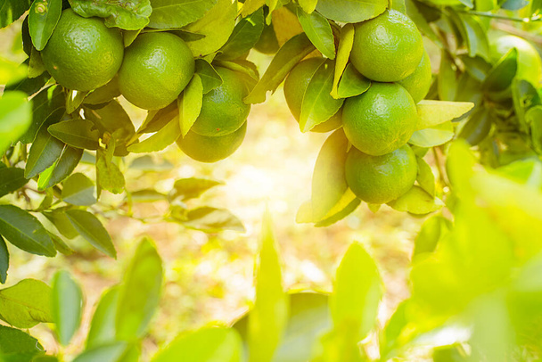 tigli in giardino sono un'ottima fonte di vitamina C.Agrumi verdi di tiglio biologico appesi all'albero. - Foto, immagini