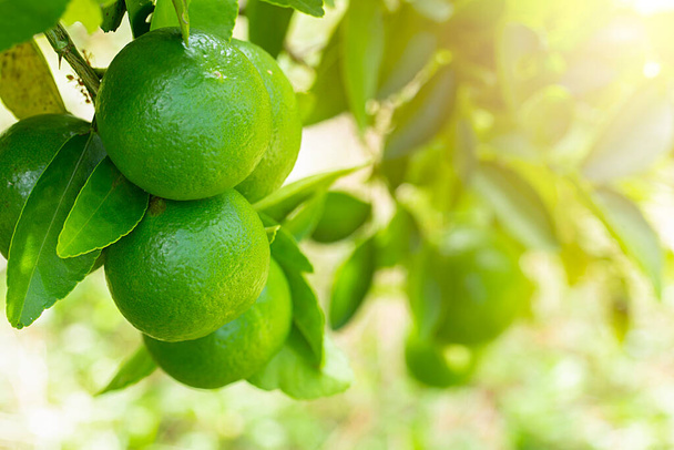 limonki w ogrodzie są doskonałym źródłem witaminy C.Zielone organiczne limonki owoce cytrusowe wiszące na drzewie. - Zdjęcie, obraz