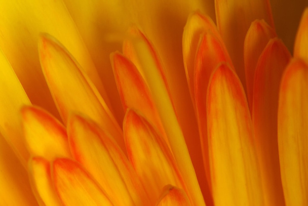 Flower-detail - Fotó, kép