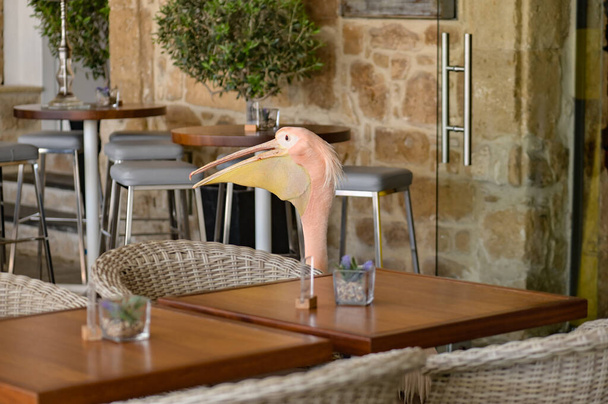 Açık pembe tüylü pelikan kuşu restoran masalarında yürüyor. - Fotoğraf, Görsel