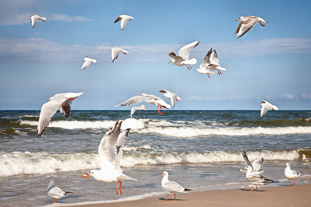 Grupo de gaivotas deve mar
 - Foto, Imagem