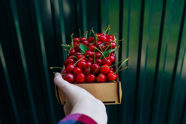 Female hand holding wooden box, crape of sweet cherries, showing and giving it. Deep green dark steel minimal shine background. Summer fruits and berries. Harvest and crop concept. Summertime. - Foto, Imagem