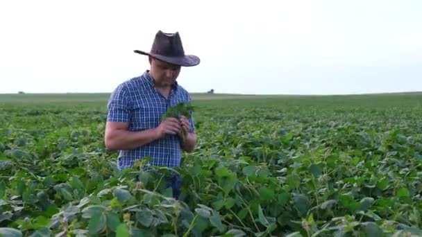 Agricultura: un smartphone en manos de un agricultor después del crecimiento de la soja. - Imágenes, Vídeo