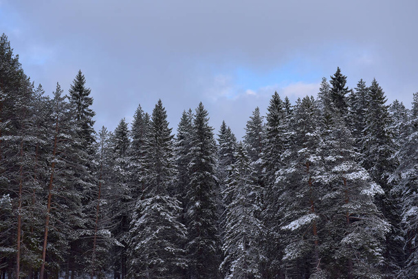 spruce tops covered with snow in winter - Valokuva, kuva