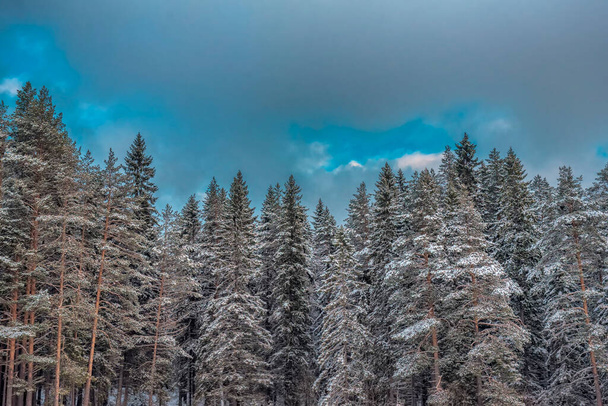 sommets en épicéa recouverts de neige en hiver - Photo, image