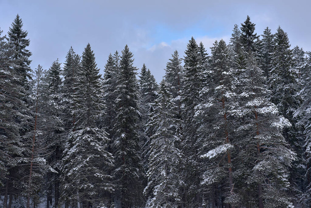 spruce tops covered with snow in winter - Photo, image