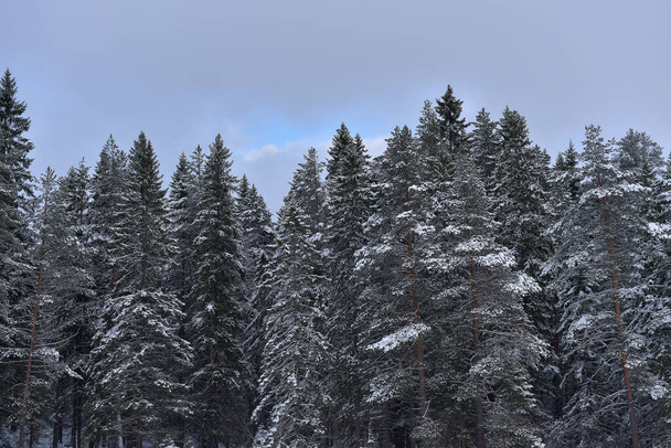 spruce tops covered with snow in winter - Zdjęcie, obraz